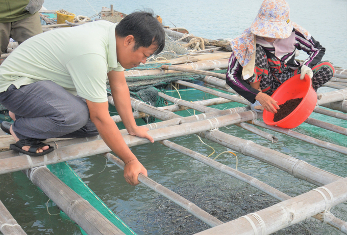 Từ tháng 2/2023, cá nuôi lồng, bè của các hộ ngư Hòn Tre có hiện tượng chết rải rác,