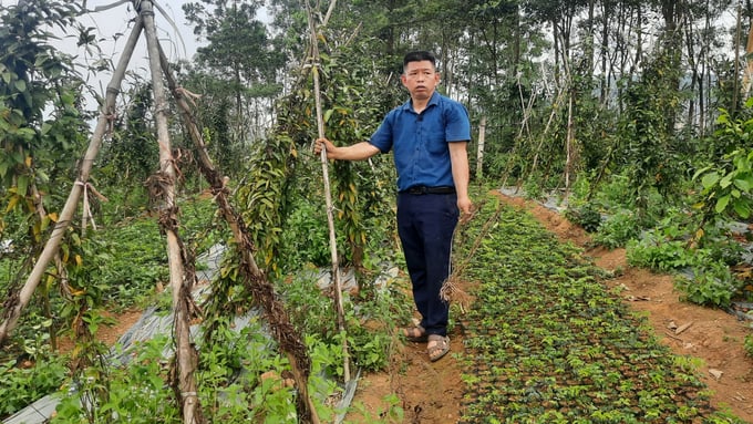 Nhiều mô hình trồng dược liệu dưới tán rừng tại Quảng Ninh đã giúp người dân