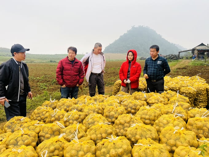 Nhờ sản xuất theo quy trình hướng hữu cơ, khoai tây của HTX 