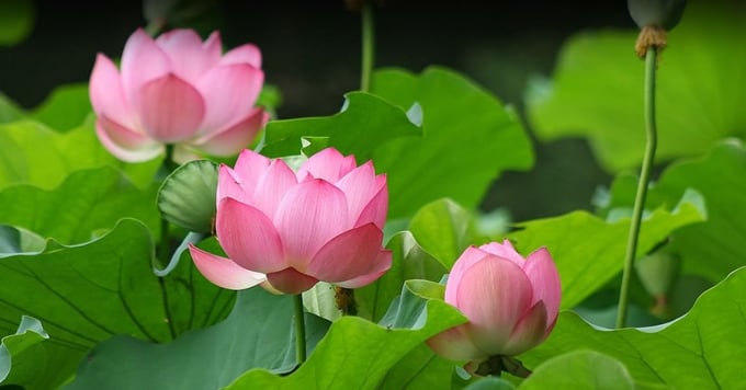 1-hoa-sen-tong-quat-y-nghia-va-cong-dung-1433_20230220_68.jpg