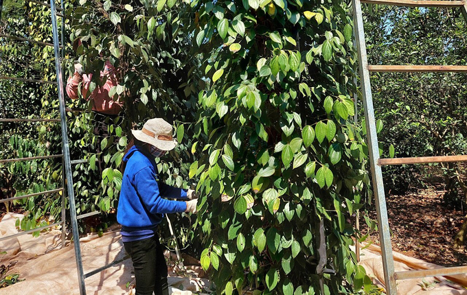 Thu hoạch tiêu tại Đăk Lăk thu hút lao động. Ảnh: PV.