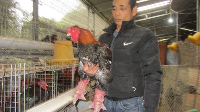 4 – Gà lai Đông tảo nuôi bán làm quà biếu lễ, tết