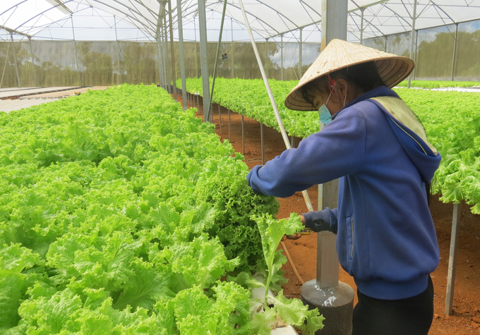Giai đoạn đầu sản xuất nông nghiệp hữu cơ sẽ là thách thức lớn cho người sản xuất do nhiều khó khăn về vốn, thị trường, công nghệ... Ảnh: Trung Quân.