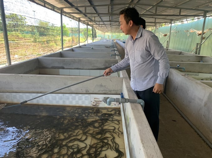 Anh Giang giới thiệu lươn thương phẩm