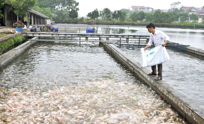 Công nghệ sông trong ao cho phép nuôi với mật độ cao gấp 10 lần ao thường.