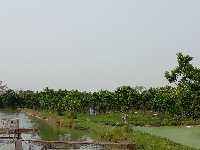 chất thải, phân của cá được thu gom hàng ngày, ông Duân tận dụng ủ men vi sinh sau đó được làm phân bón cho cây trong vườn.