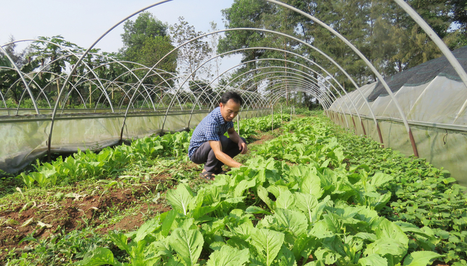 Rau sạch canh tác hướng hữu cơ trong nhà cuốn vòm. Ảnh: T.P