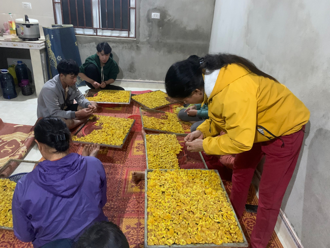 Cây chè hoa vàng được bà con khoanh nuôi, tạo thu nhập rất đáng kể. Ảnh: Vân Thanh.