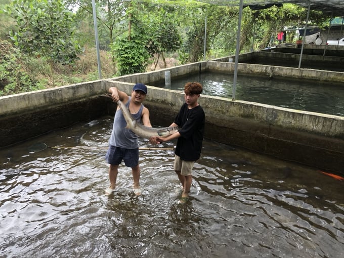 Cơ sở nuôi cá tầm của anh Đào Văn Phú ở thôn Bản Nả, xã Việt Hồng cho doanh thu 1,5 tỷ đồng mỗi năm. Ảnh: Thanh Tiến.