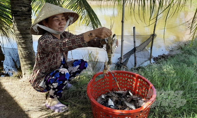 Cần xây dựng thương hiệu riêng, để nâng giá trị con tôm trên đất lúa. Ảnh: Hồ Thảo.