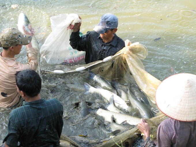 20-mo-hinh-nuoi-ca-tram-gion-tai-chuong-my-nam-2008-2152_20230409_905.jpg Empty