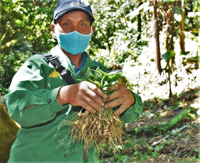 Cây dược liệu đã góp phần từng bước đẩy lùi đói, nghèo ra xa đời sống người dân miền núi