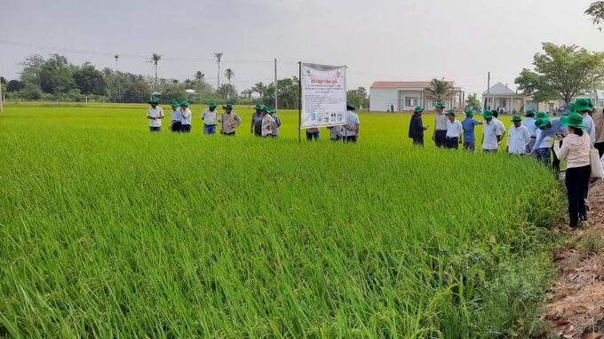 Bước đầu cho thấy, giống lúa ST 25