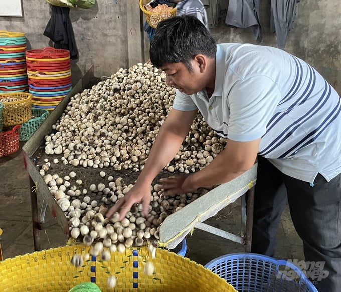 Một cơ sở thu mua nấm rơm ở ĐBSCL Ảnh Hữu Đức