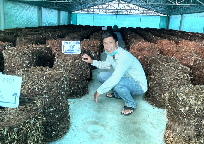 Trồng nấm rơm sạch hữu cơ đang vào kỳ thu hoạch Ảnh Hữu Đức
