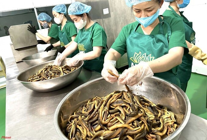 Công nhân chọn lọc kỹ lưỡng lươn sau khi được nhập về (Ảnh Phan Ngọc)