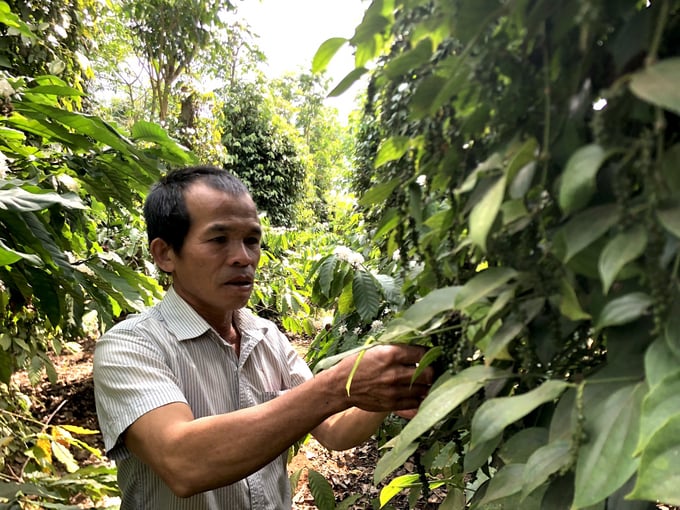 Ong Nguyen Tan Luc ben vuon  san xuat cua gia dinh o xa Ia Hlop huyen Chu Se