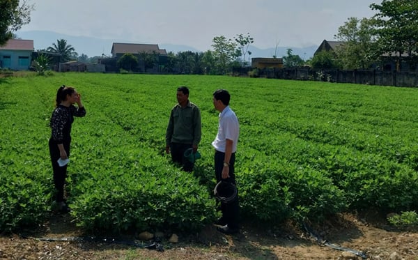 Cán bộ Trạm Khuyến nông Ninh Sơn - Bác Ái (Ninh Thuận) thăm đồng và trao đổi kinh nghiệm sản xuất đậu phộng với nông dân. Ảnh: Nguyễn Hoa.