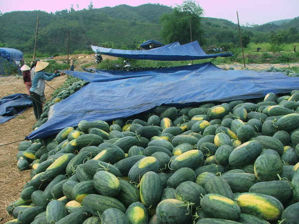 Khắp nơi trong tỉnh Phú Yên, dưa hấu chất đống, chờ thương lái  