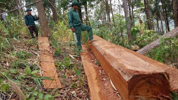 Những lóng gỗ đã được xẻ thành hộp.