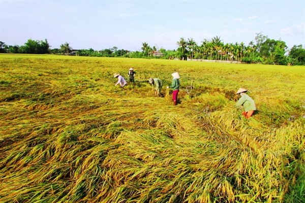 Thiệt hại nặng nhất là hàng trăm ha lúa, hoa màu đang kỳ thu hoạch bị mưa đá, lốc xoáy tàn phá.