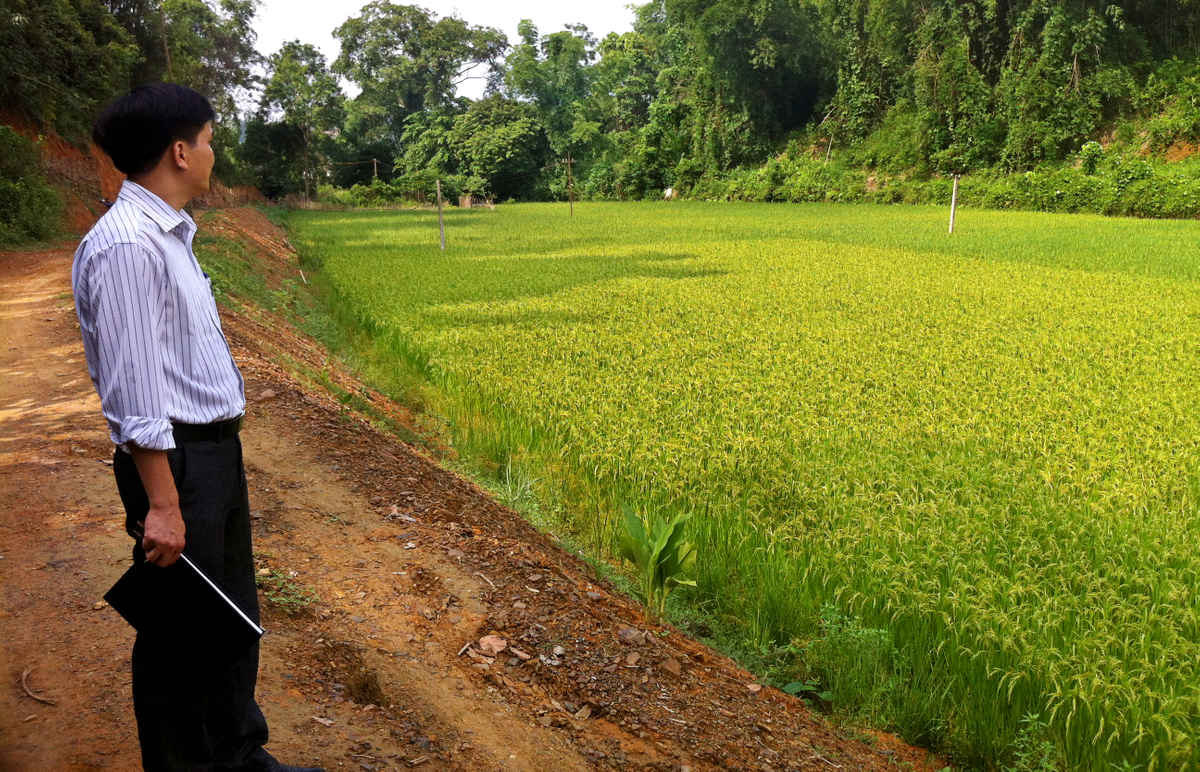  Những diện tích lúa này đã được đền bù giải phóng mặt bằng xong từ tháng 3/2015.