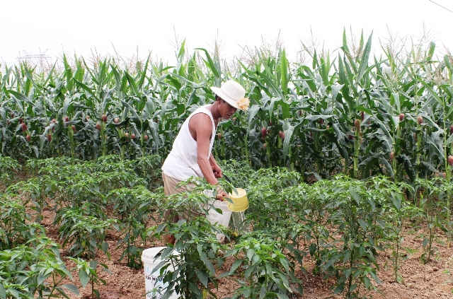 Chuyển đổi cơ cấu cây trồng là giải pháp chống hạn tối ưu hiện nay của Bình Định.