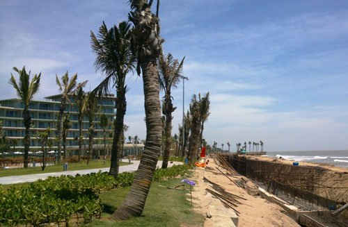 Khu rừng phòng hộ giáp biển đã bị dọn sạch, thay vào đó là những hàng dừa trụi lá