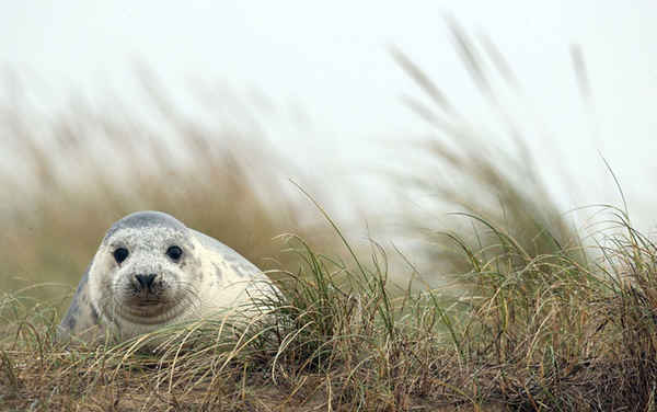Một chú hải cẩu con màu xám trên bãi biển ở Blakeney Point, Norfolk. Ảnh: Chris Radburn / PA