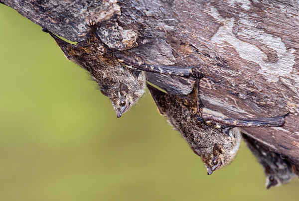 Dơi mũi dài (Rhynchonycteris Naso) đậu trên vỏ cây tại Khu dự trữ quốc gia Pacaya-Samiria ở Peru. Ảnh: Ivan Kuzmin / Alamy
