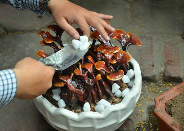 Nấm linh chi bonsai được trồng trong chậu và được chăm sóc cẩn thận