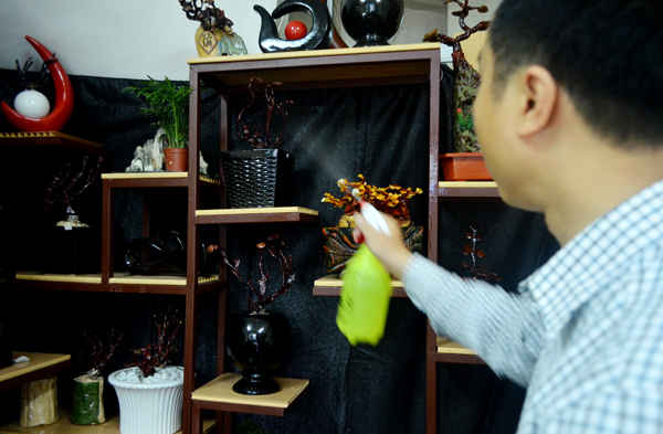 Khi được tưới nước, cây nấm linh chi cho màu đỏ tạo vẻ đẹp sang trọng