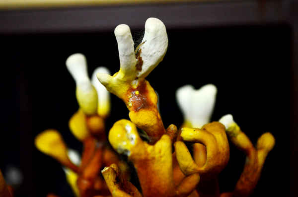 Những cây nấm linh chi bonsai có giá hàng triệu đồng