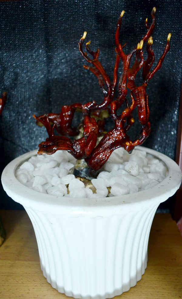Nấm linh chi bonsai thường được trồng trong chậu sứ, đất nung...