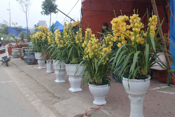 Địa lan màu vàng có giá từ 150 - 200 ngàn đồng /cành