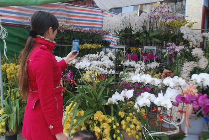 Địa lan nhiều màu luôn hút khách