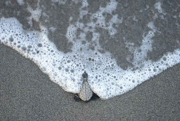 Rùa biển Olive Ridley mới nở tại một bãi biển ở Morong, Bataan, Philippines. Ảnh: Noel Celis / AFP / Getty Images