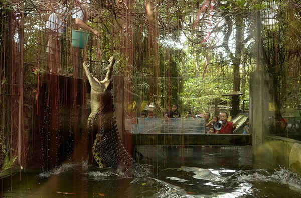 Một công nhân đang cho con cá sấu Shaquille ăn tại vườn thú Malabon ở Manila vào ngày động vật hoang dã thế giới, 3/3. Ảnh: Noel Celis / AFP / Getty Images