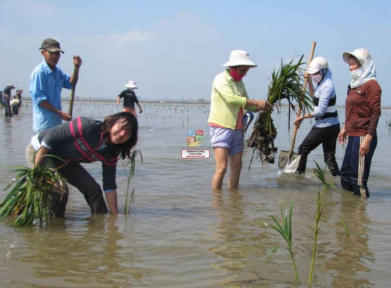 Vận động người dân trồng rừng ngập mặn ứng phó với biến đổi khí hậu. Ảnh www.csrd.vn.