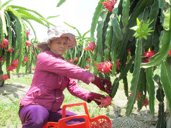 Thanh long ruột đỏ chịu hạn tốt và cho năng suất thu nhập khá cao.