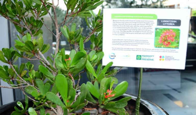 IUCN thành lập quan hệ đối tác với Marriott Hotels & Resorts để bảo vệ môi trường và hỗ trợ cộng đồng địa phương của Thái Lan. Ảnh: IUCN Asia/Shreeya Joshi