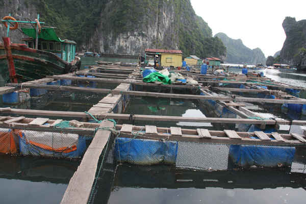 Nuôi cá lồng bè là một trong những tác nhân lớn gây ra ô nhiễm nguồn nước ở quần đảo Cát Bà