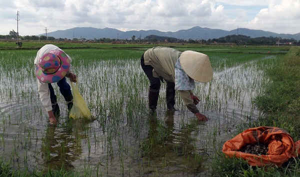 Huy động nhân lực ra đồng bắt diệt ốc bươu vàng