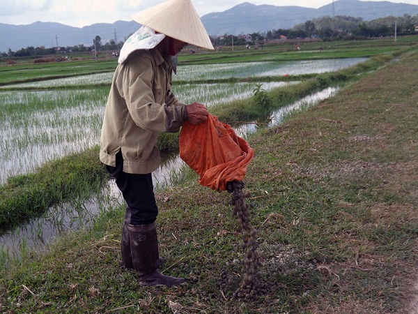 Ốc bươu vàng được đổ đầy lên các tuyến giao thông nội đồng