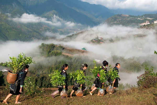 Mùa xuân trồng cây ở vùng cao Lào Cai