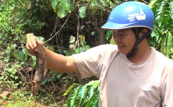 Người dân phát hiện có nhiều cá chết bất thường tại suối Đắk Dao