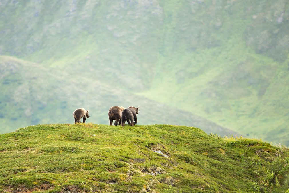 Một gia đình gấu nâu Kodiak trên đảo Kodiak trú ẩn ở Alaska (Mỹ). Ảnh: USFWS Photo / Alamy Stock Photo