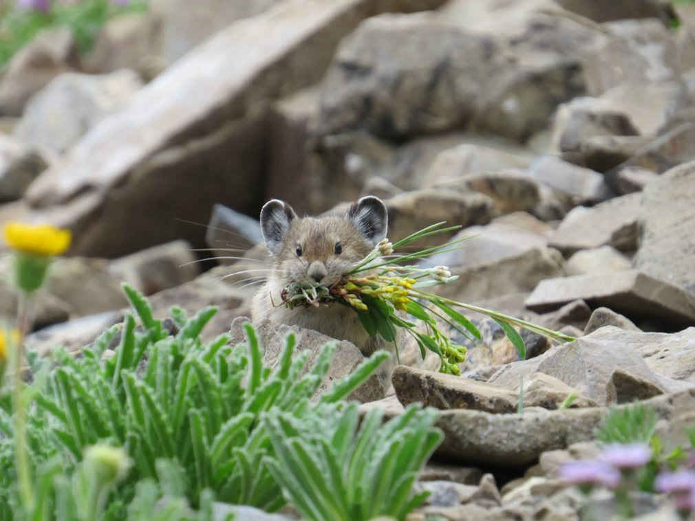 Thỏ rít (pika) Mỹ ăn thực vật. Loài này đang dần biến mất ở các khu vực của miền Tây nước Mỹ do biến đổi khí hậu. Ảnh: USGS