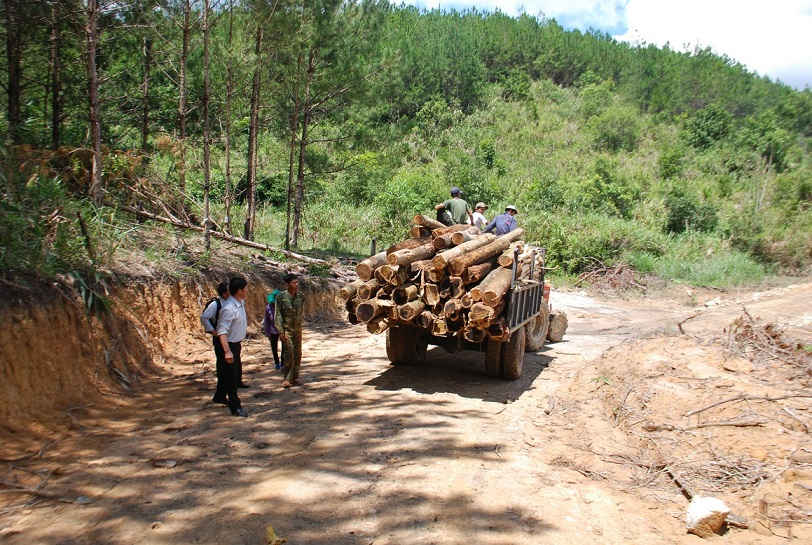 Tình trạng đốn rừng vẫn xảy ra ở Krông Năng, tỉnh Đắk Lắk