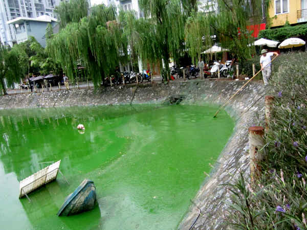 Phía góc hồ váng màu xanh đặc quánh và bốc mùi rất khó chịu